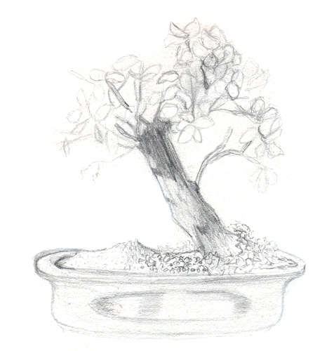 croquis_bonzai