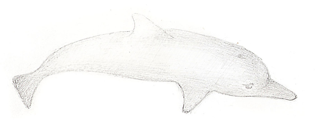 croquis_dauphin1