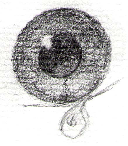 croquis_oeil4