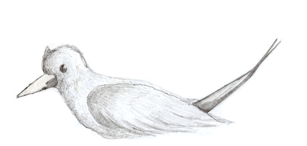 croquis_oiseaux_2