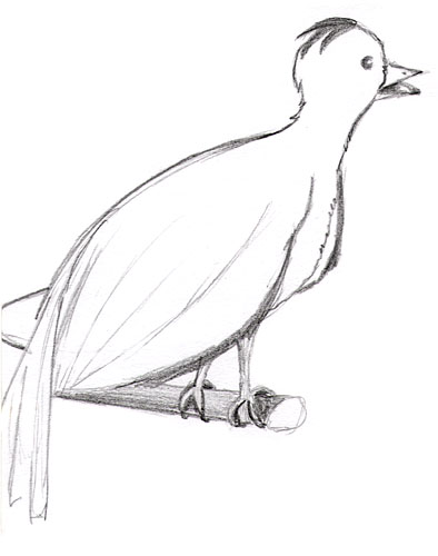 croquis_oiseaux_3